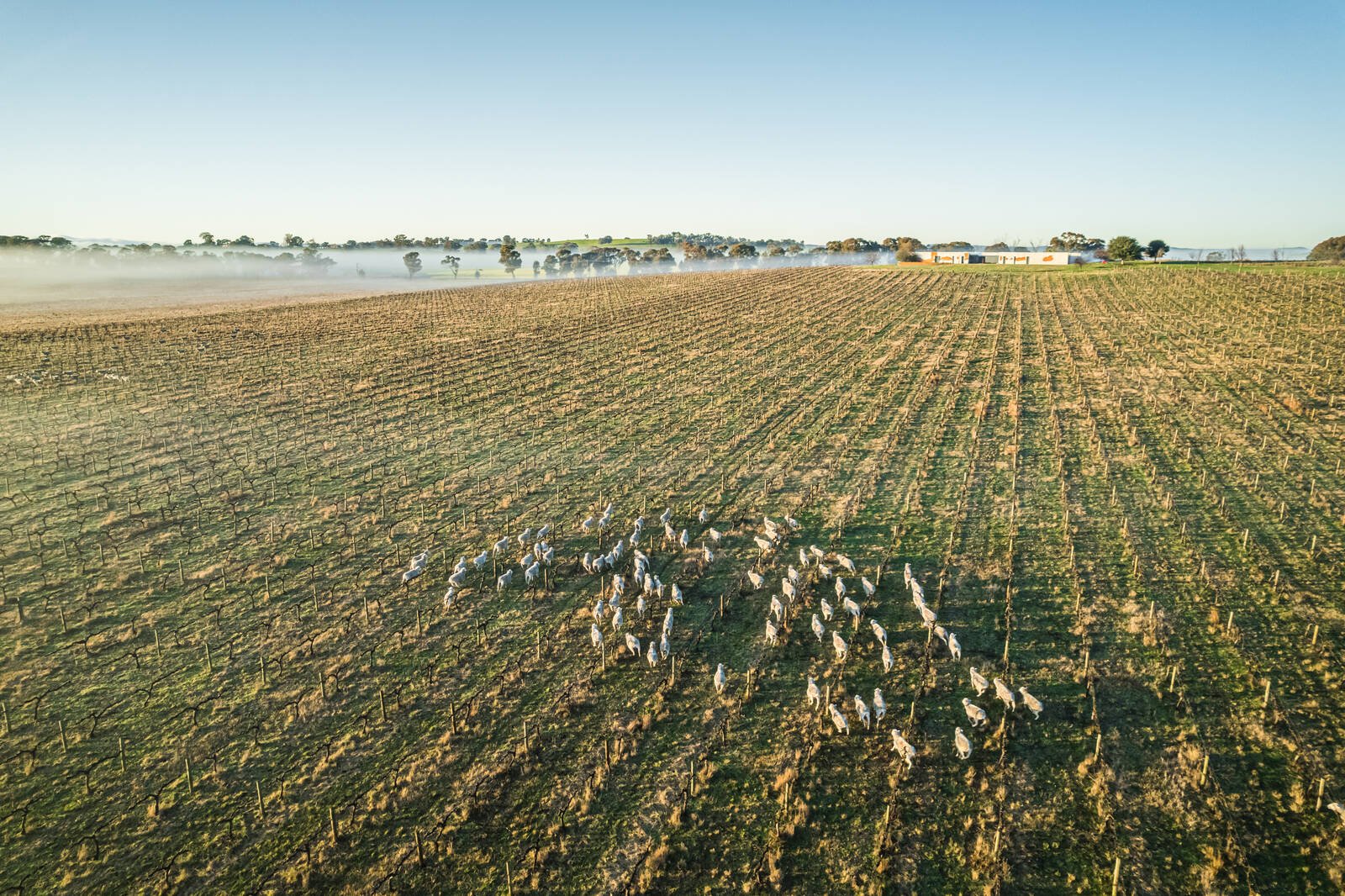 Real Estate and Property in 105 Fraser Road, Rutherglen, VIC