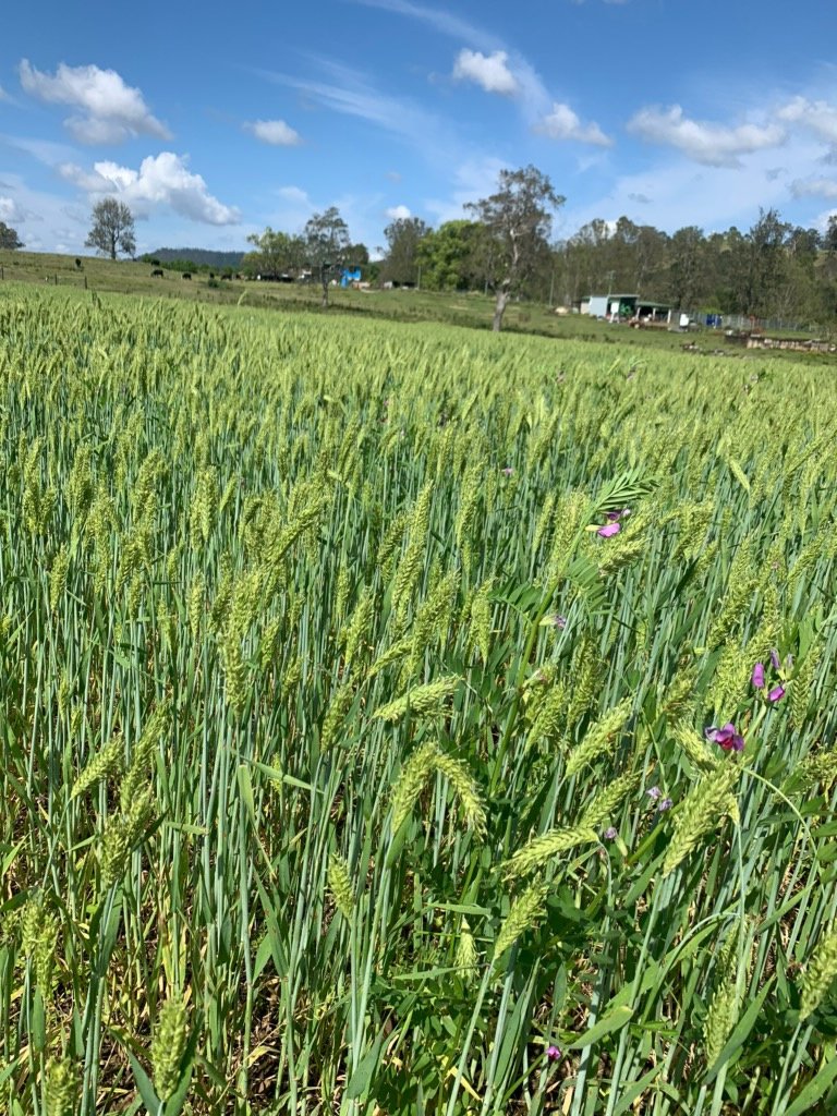 1050 Afterlee Road EDEN CREEK 35