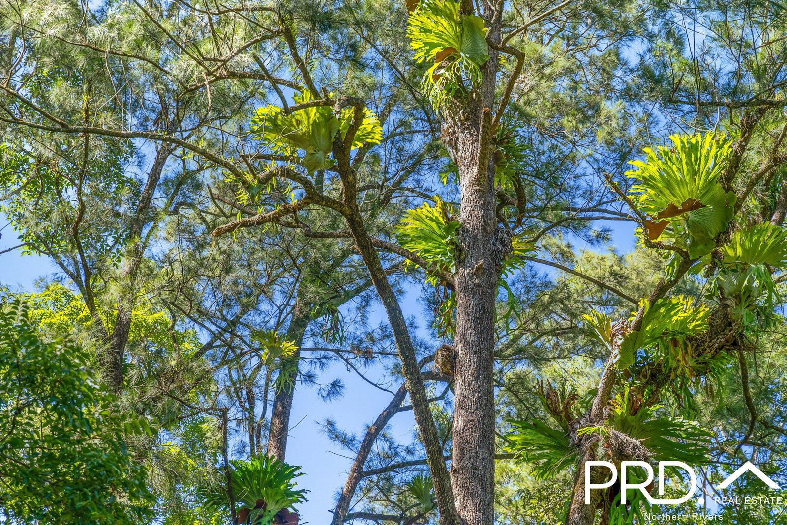 1076 Green Pigeon Road KYOGLE 27