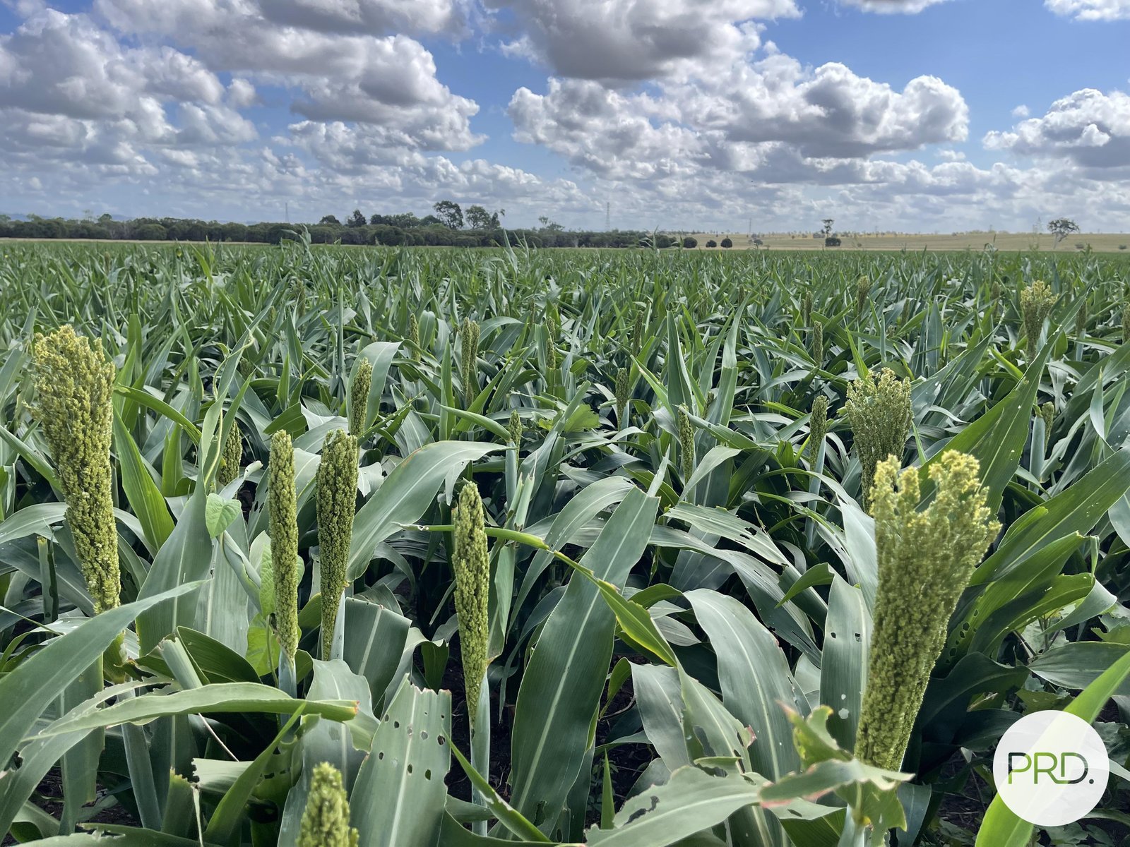 108 Blanchs Road LOWER MOUNT WALKER 1