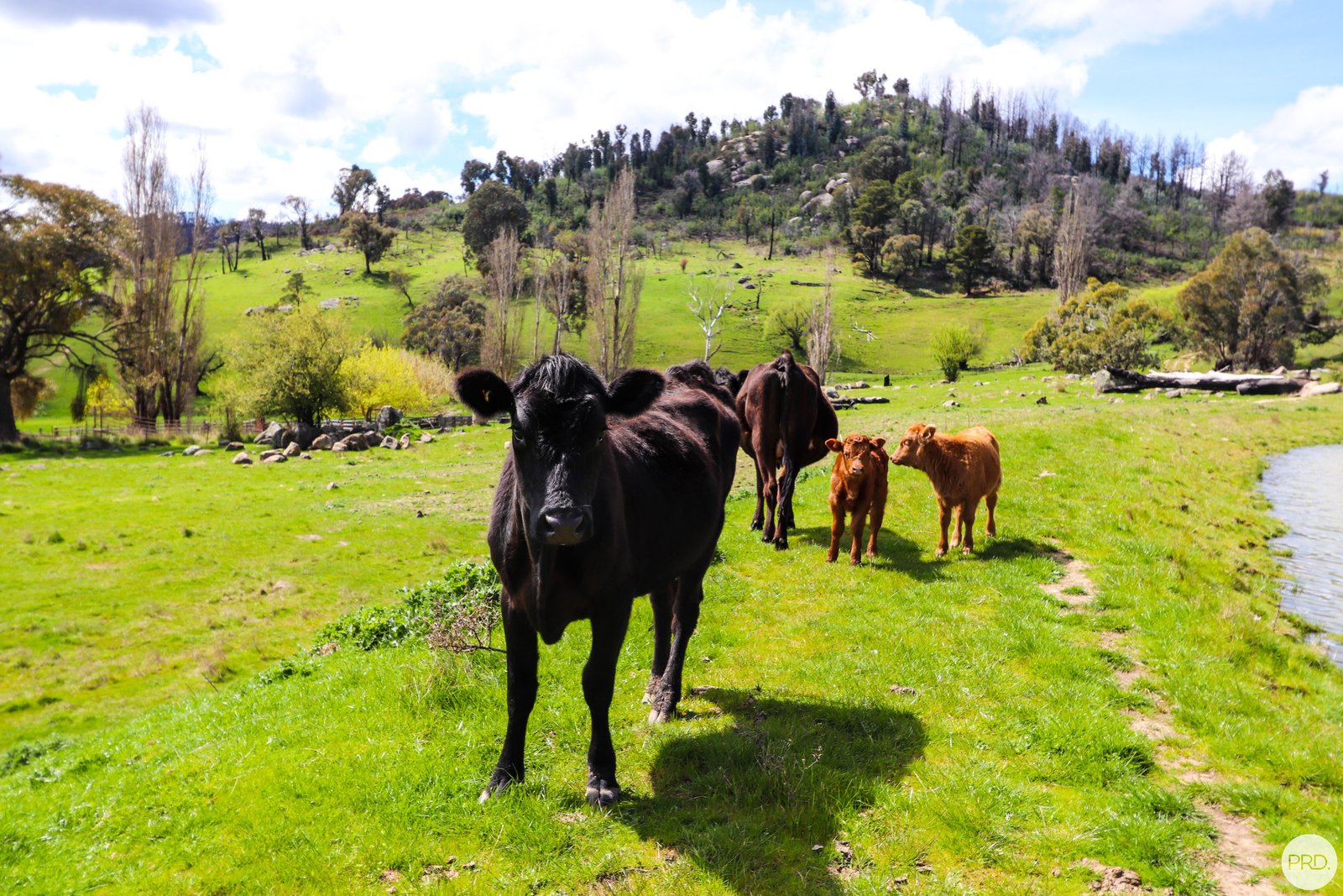 108 Pound Creek Road TUMBARUMBA 23