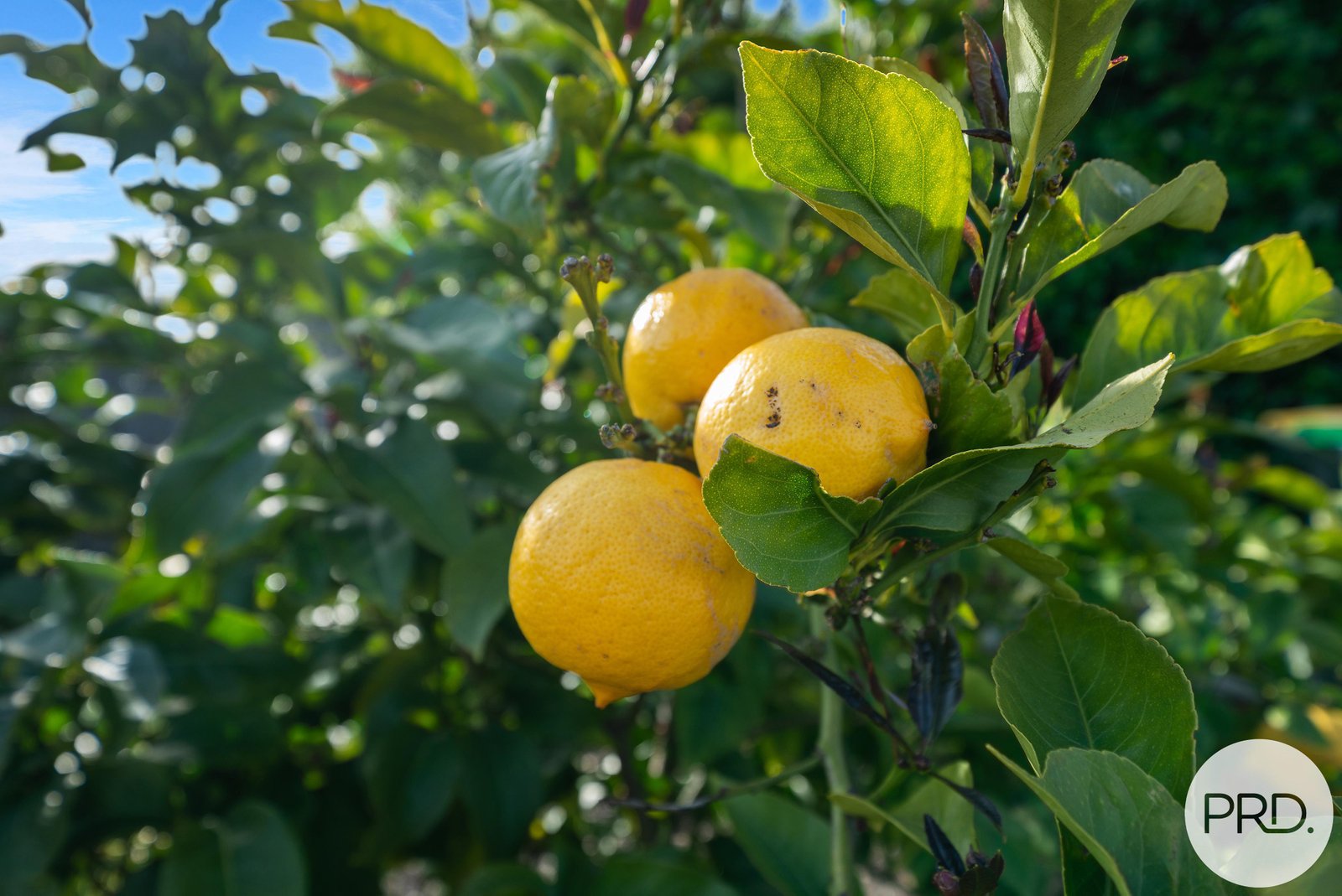 1/1 Chestnut Avenue LUTANA 15