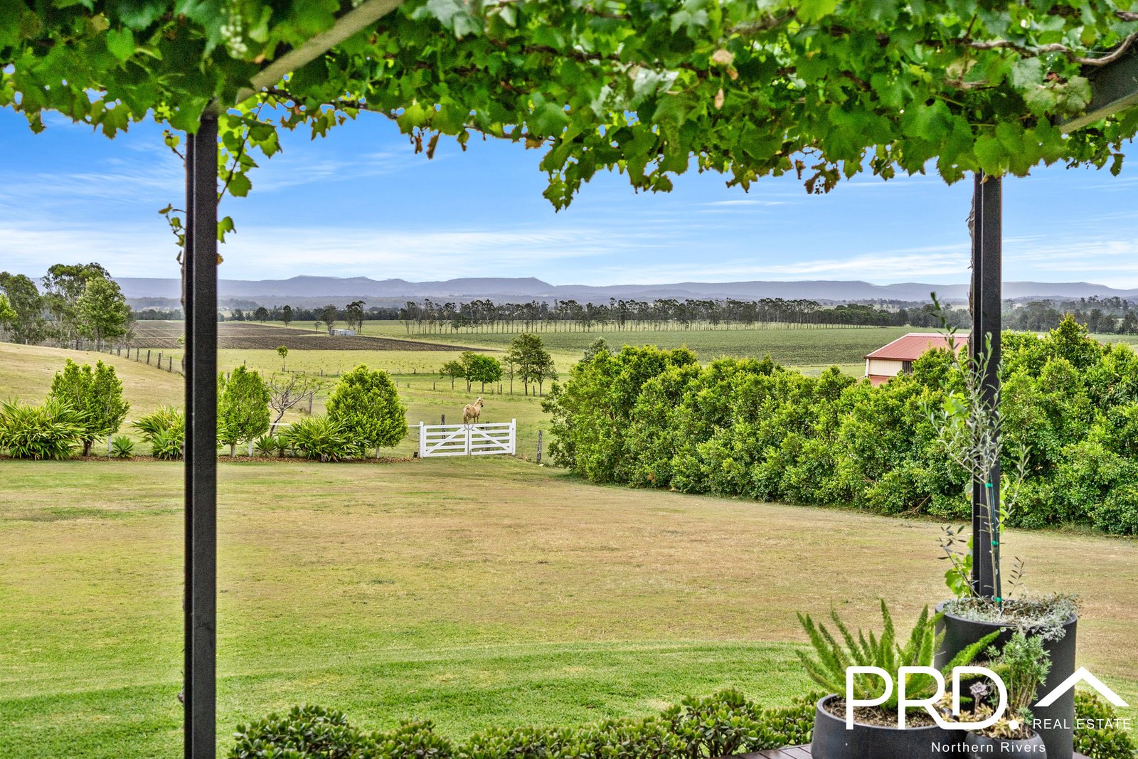 11 Daisy Place FAIRY HILL 12