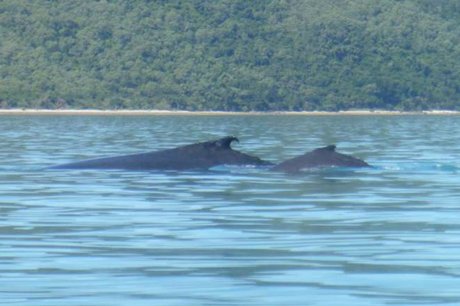 11 Discovery Drive FLAMETREE 23