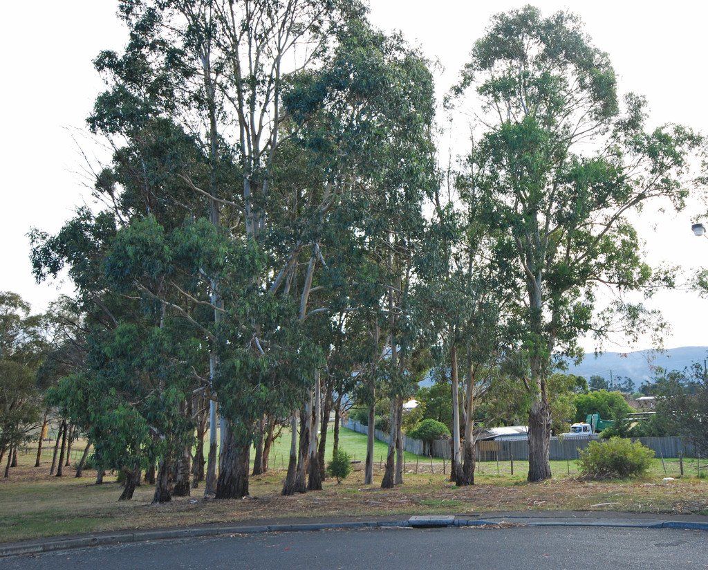11 Henry Crescent NEW NORFOLK 5