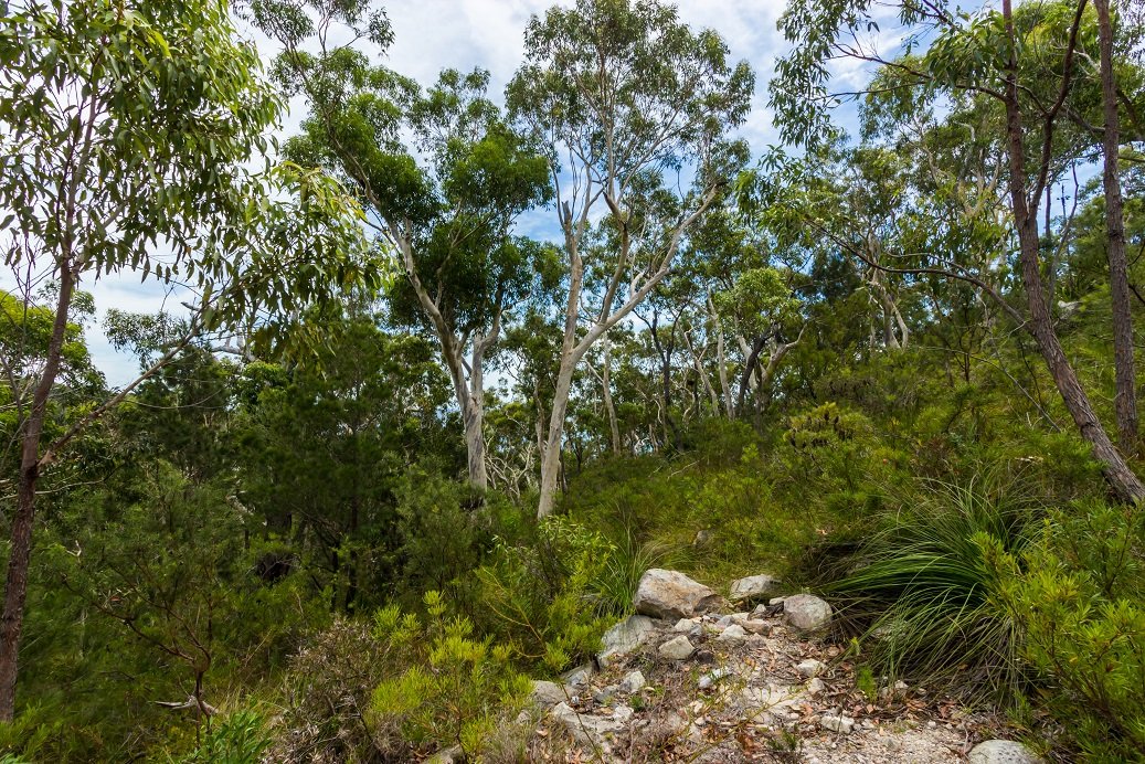 11 Pillinda Court NELSON BAY 14