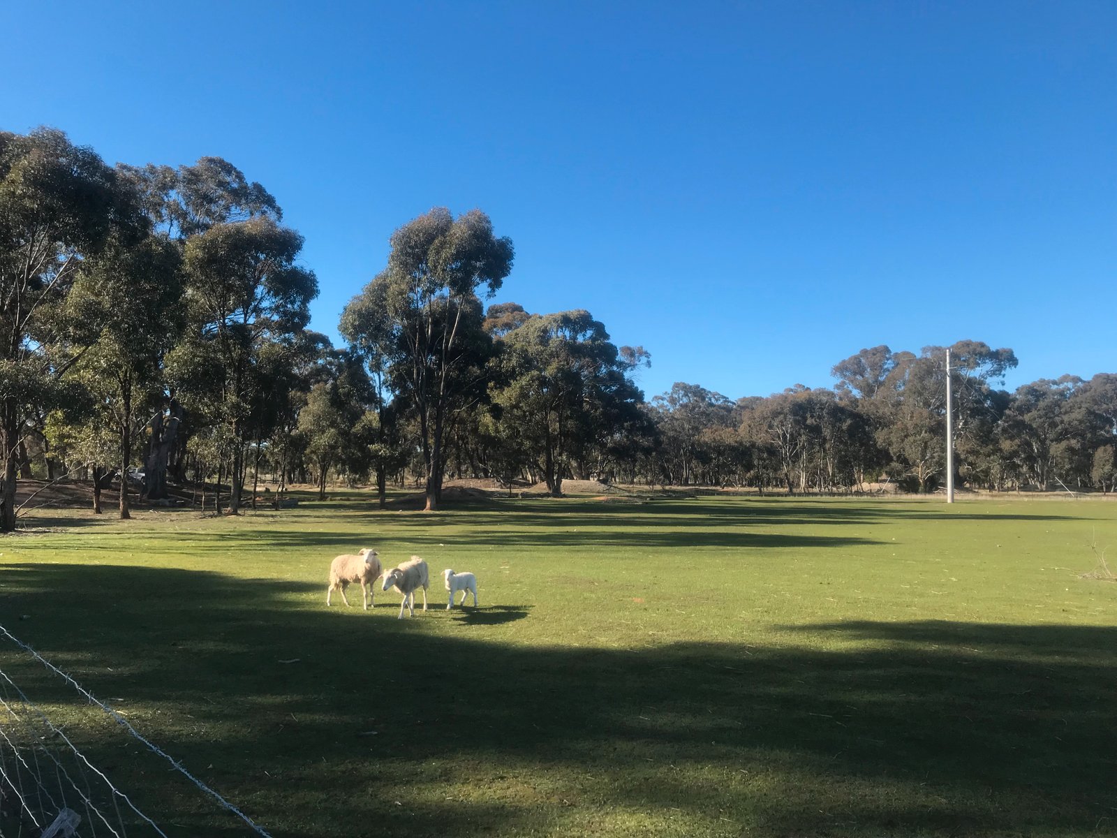 11 Rayners Road NEILBOROUGH 2