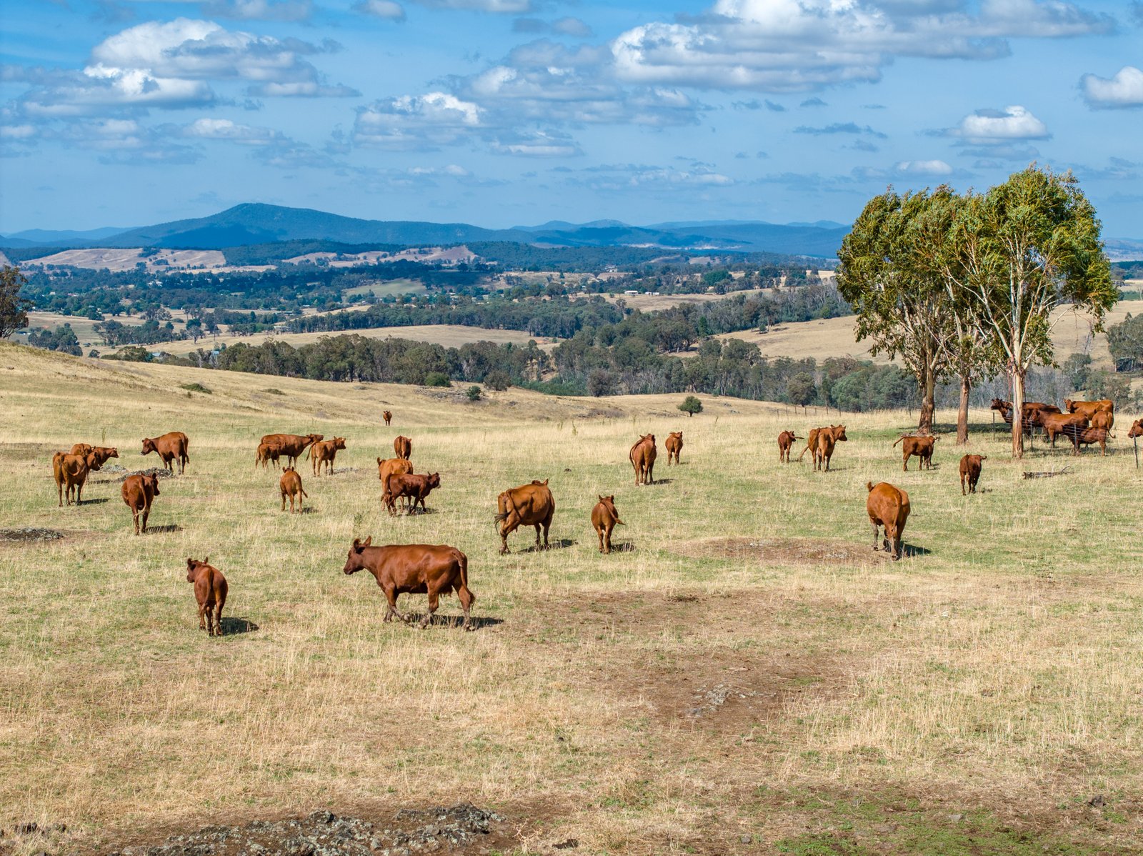 1100 Batlow Road TUMBARUMBA 3