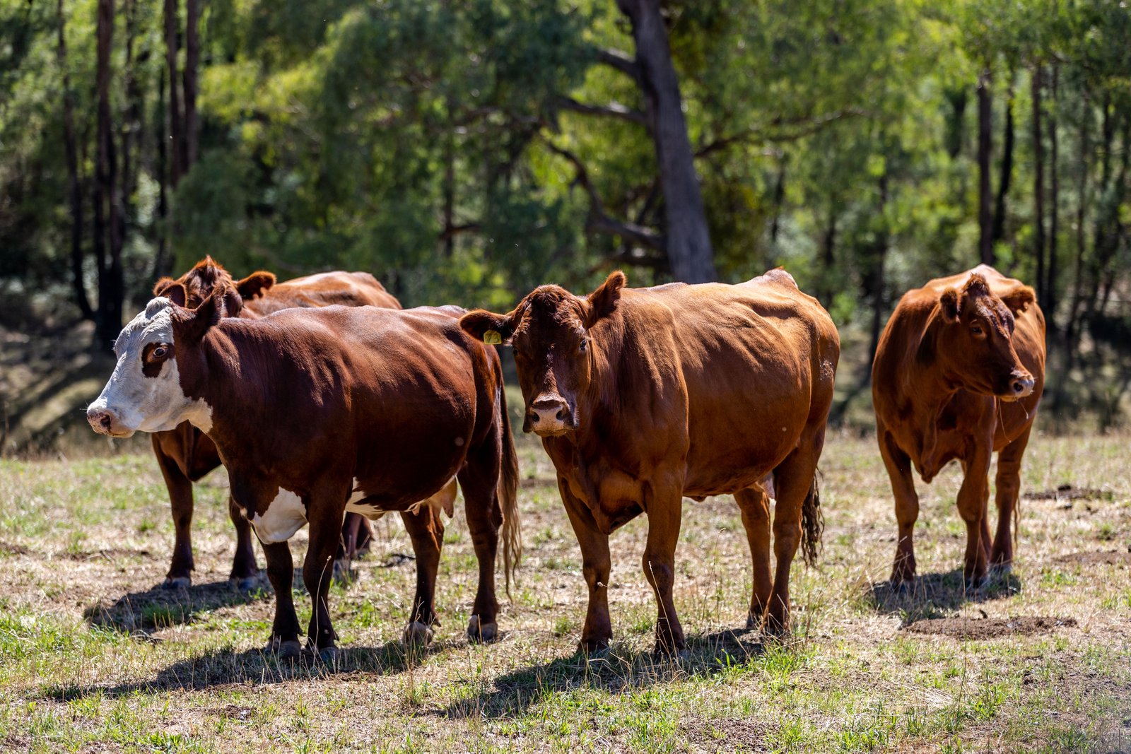 1100 Batlow Road TUMBARUMBA 4