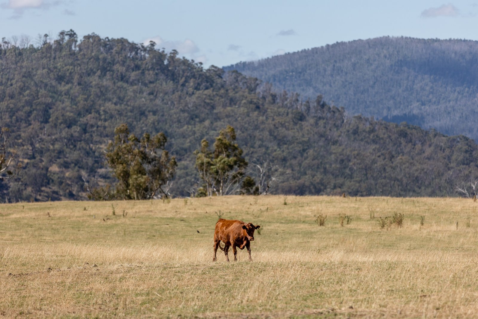 1100 Batlow Road TUMBARUMBA 6