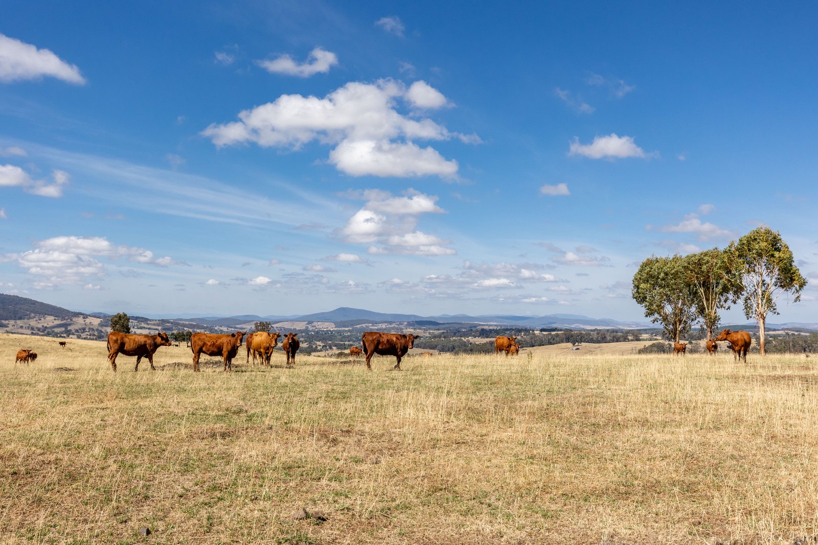 1100 Batlow Road TUMBARUMBA 9
