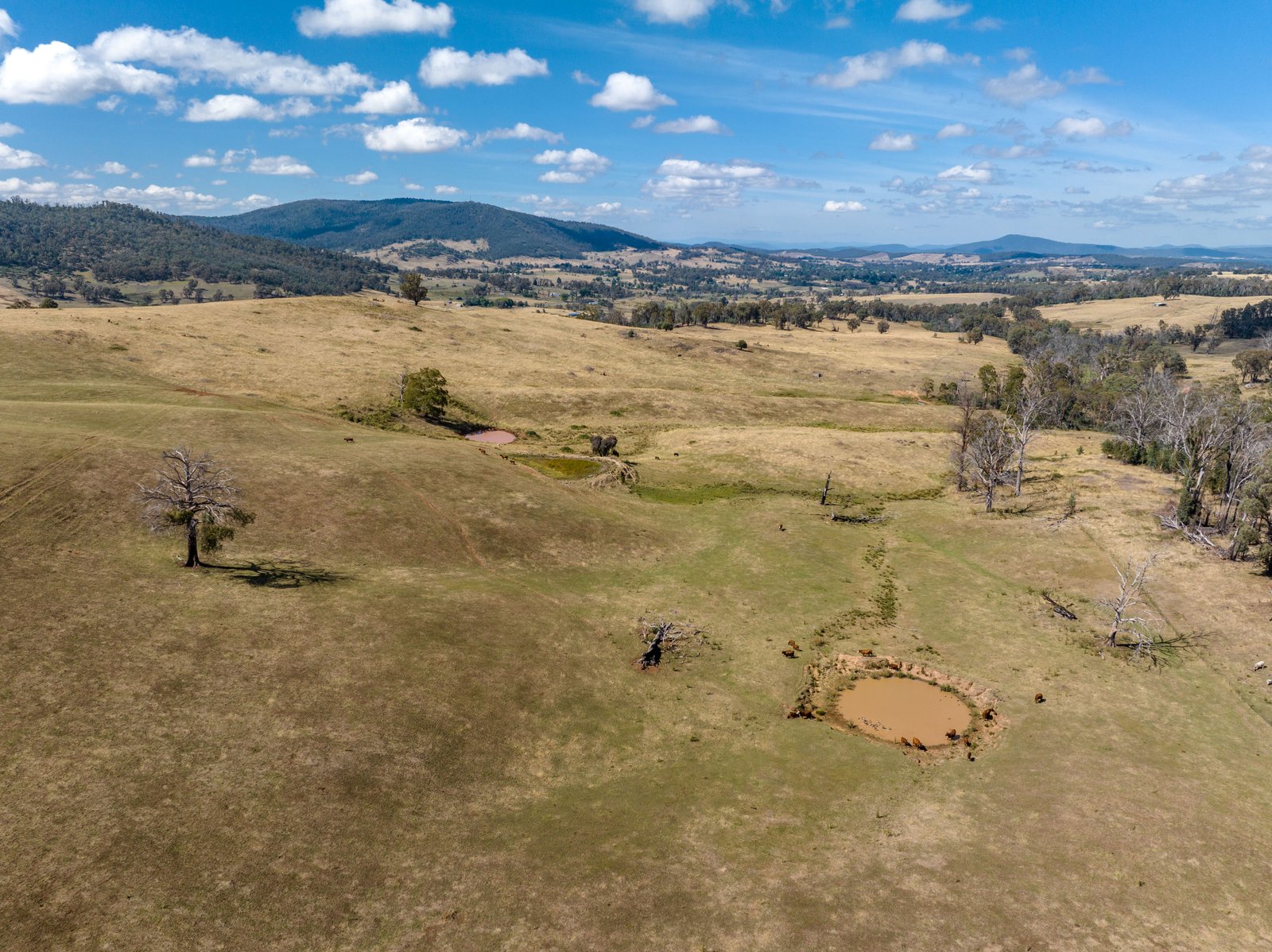 1100 Batlow Road TUMBARUMBA 14