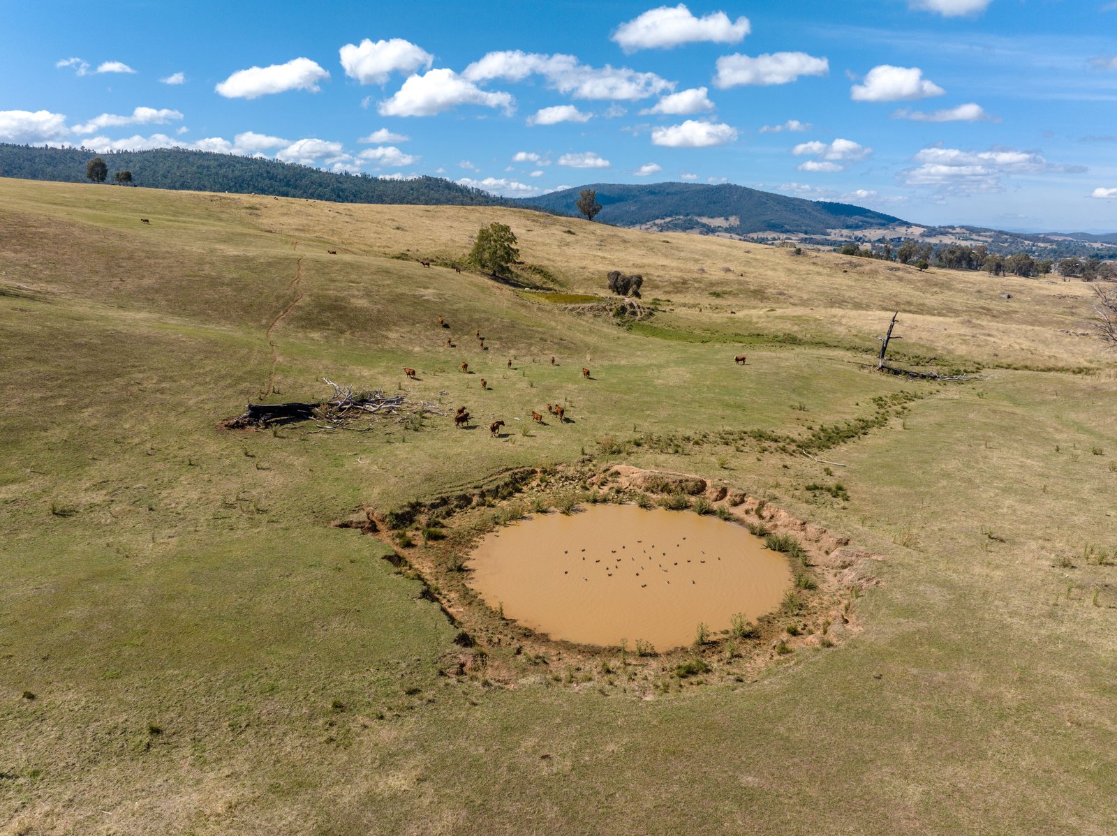 1100 Batlow Road TUMBARUMBA 15