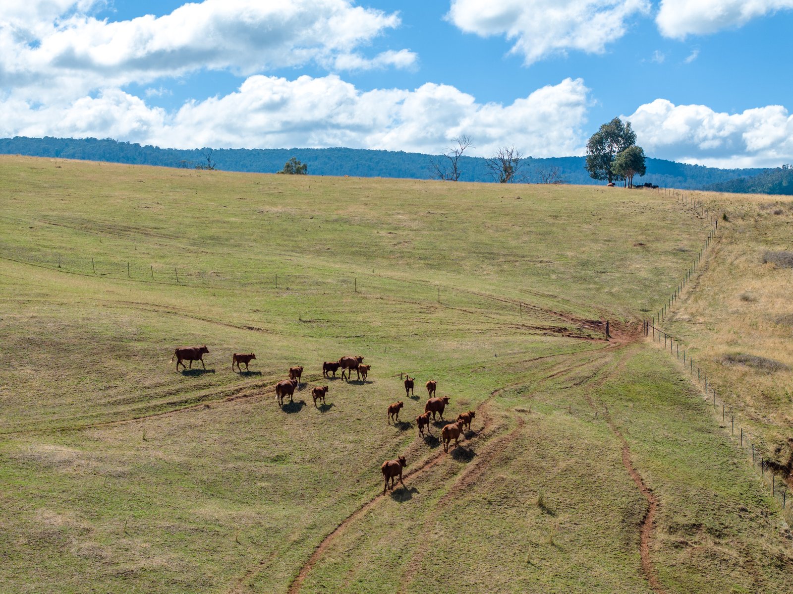 1100 Batlow Road TUMBARUMBA 16