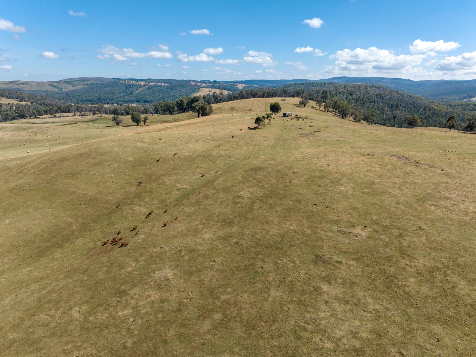 1100 Batlow Road TUMBARUMBA 17