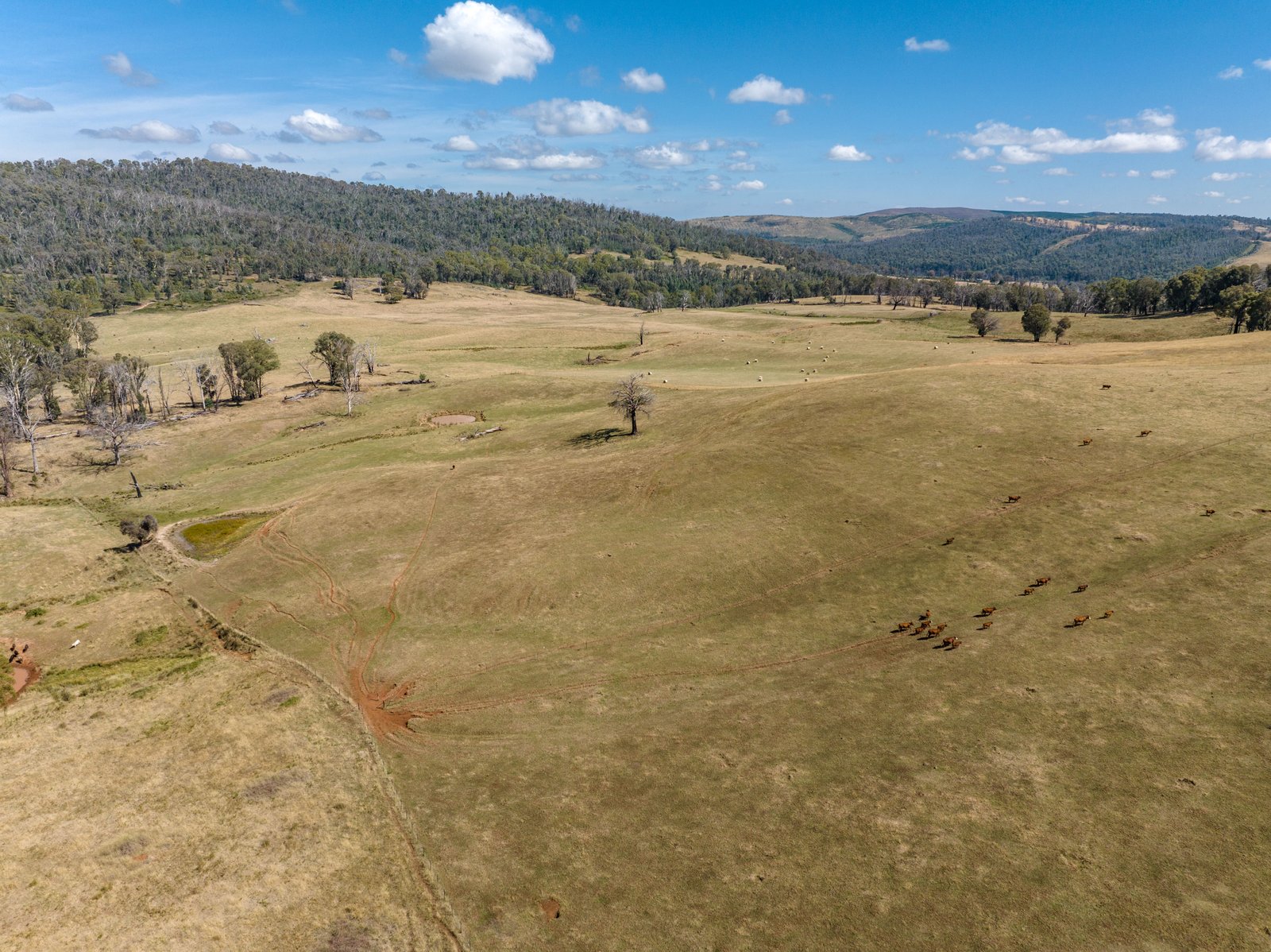 1100 Batlow Road TUMBARUMBA 18