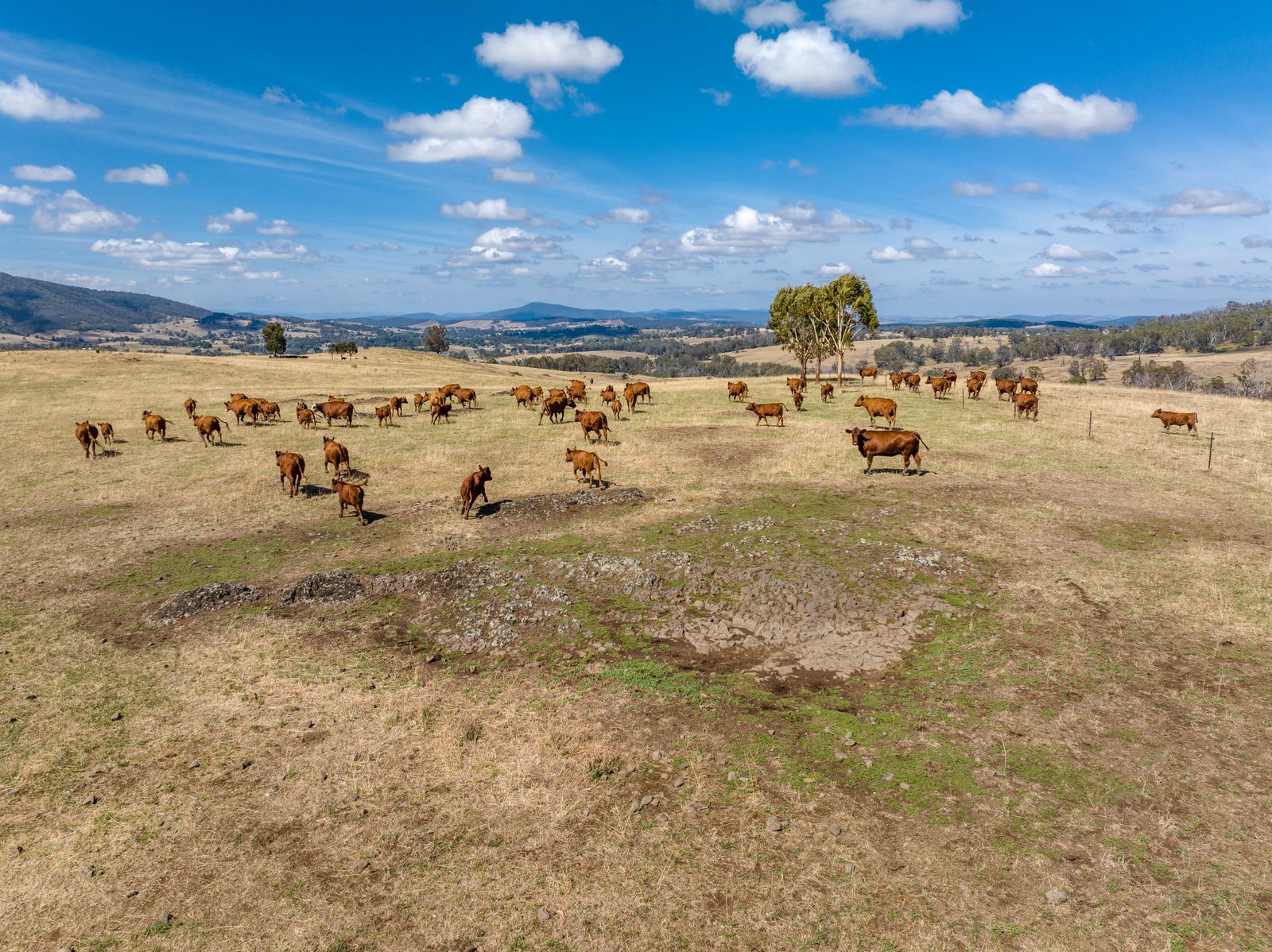 1100 Batlow Road TUMBARUMBA 26