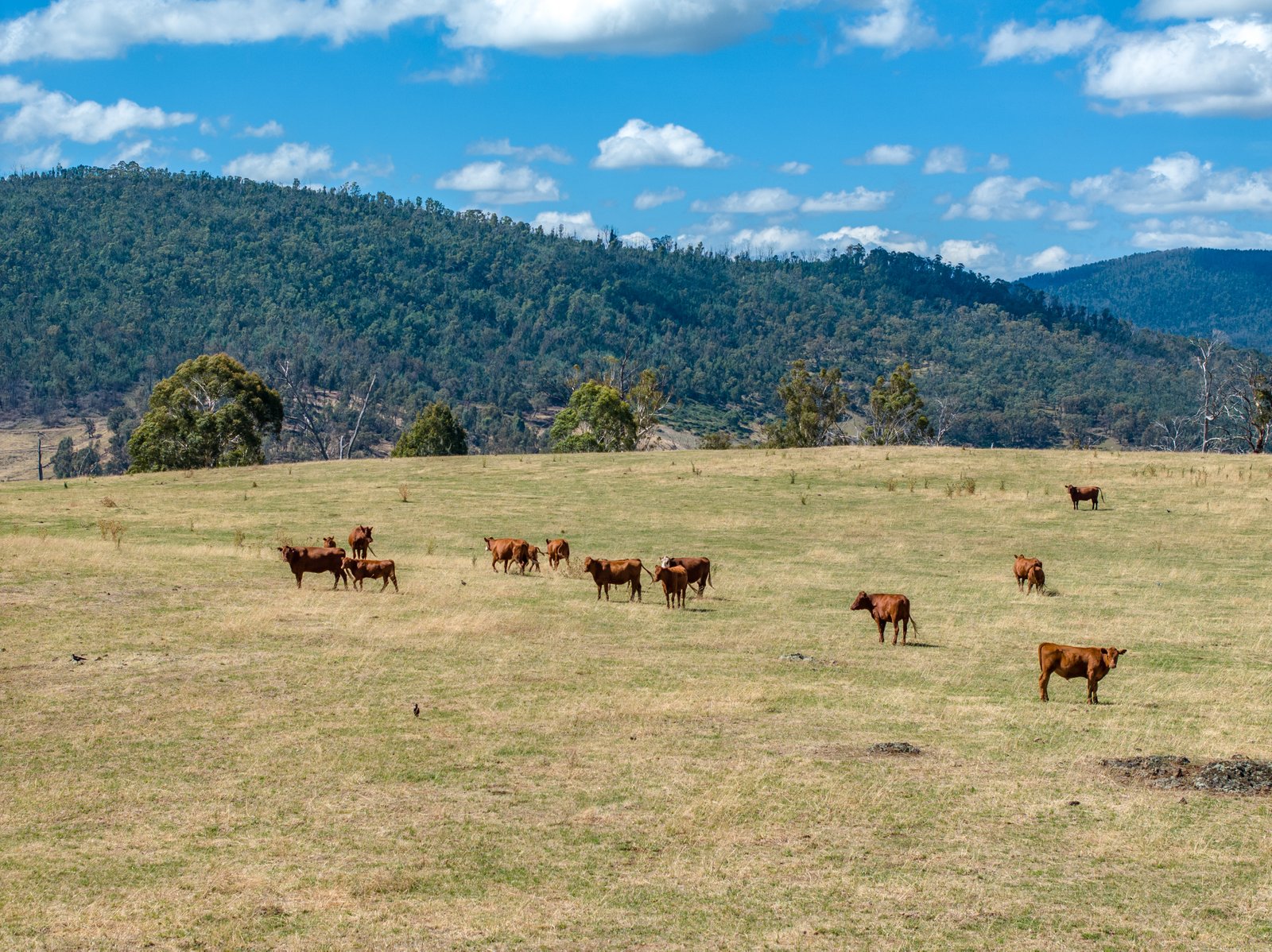 1100 Batlow Road TUMBARUMBA 27