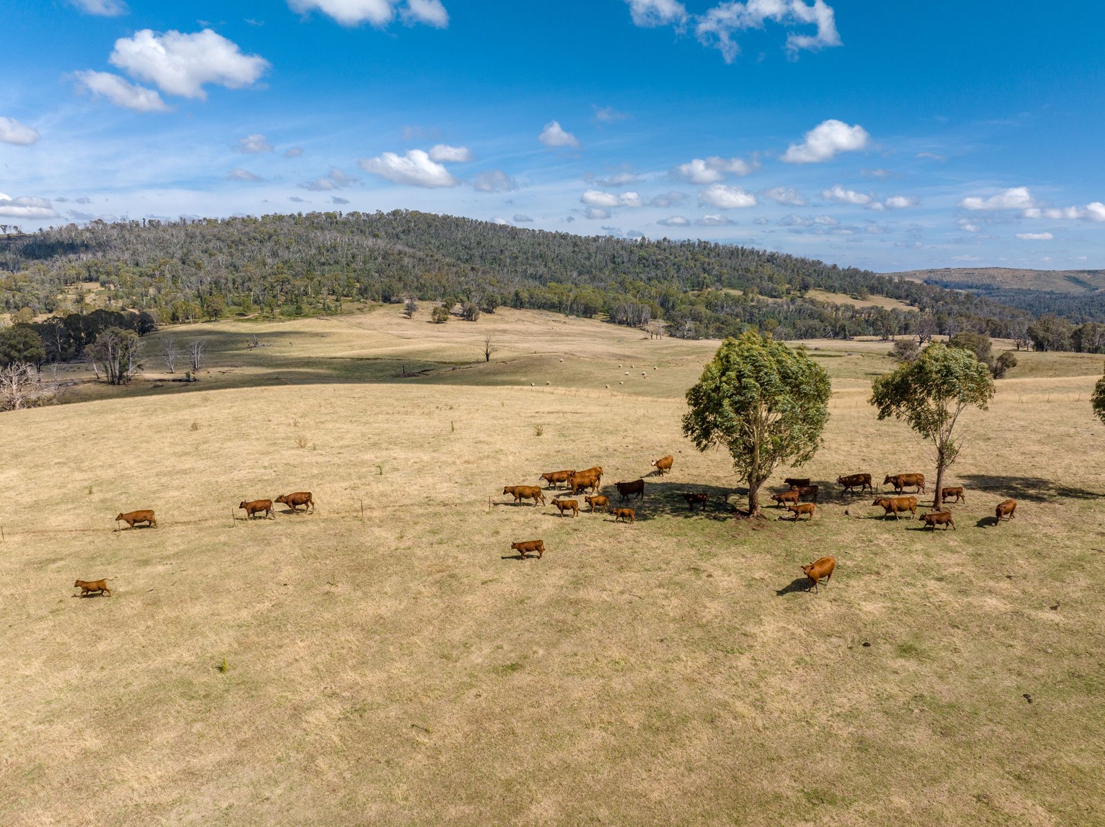 1100 Batlow Road TUMBARUMBA 28