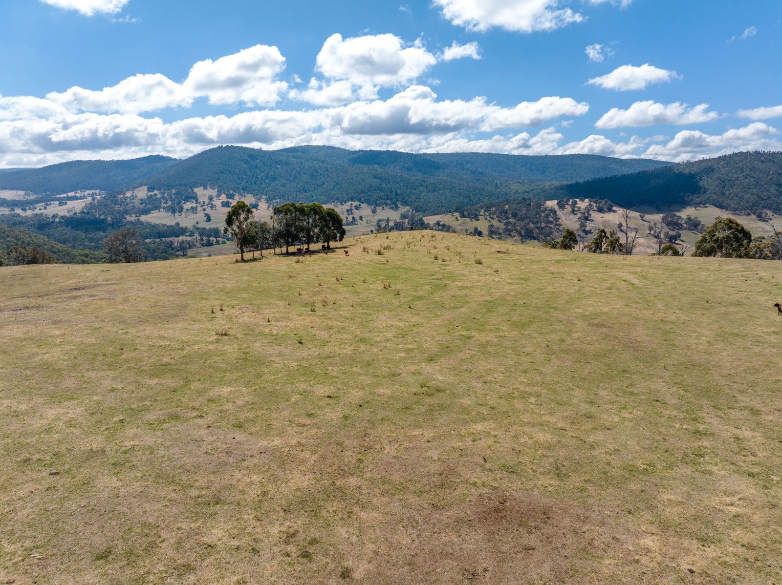 1100 Batlow Road TUMBARUMBA 29