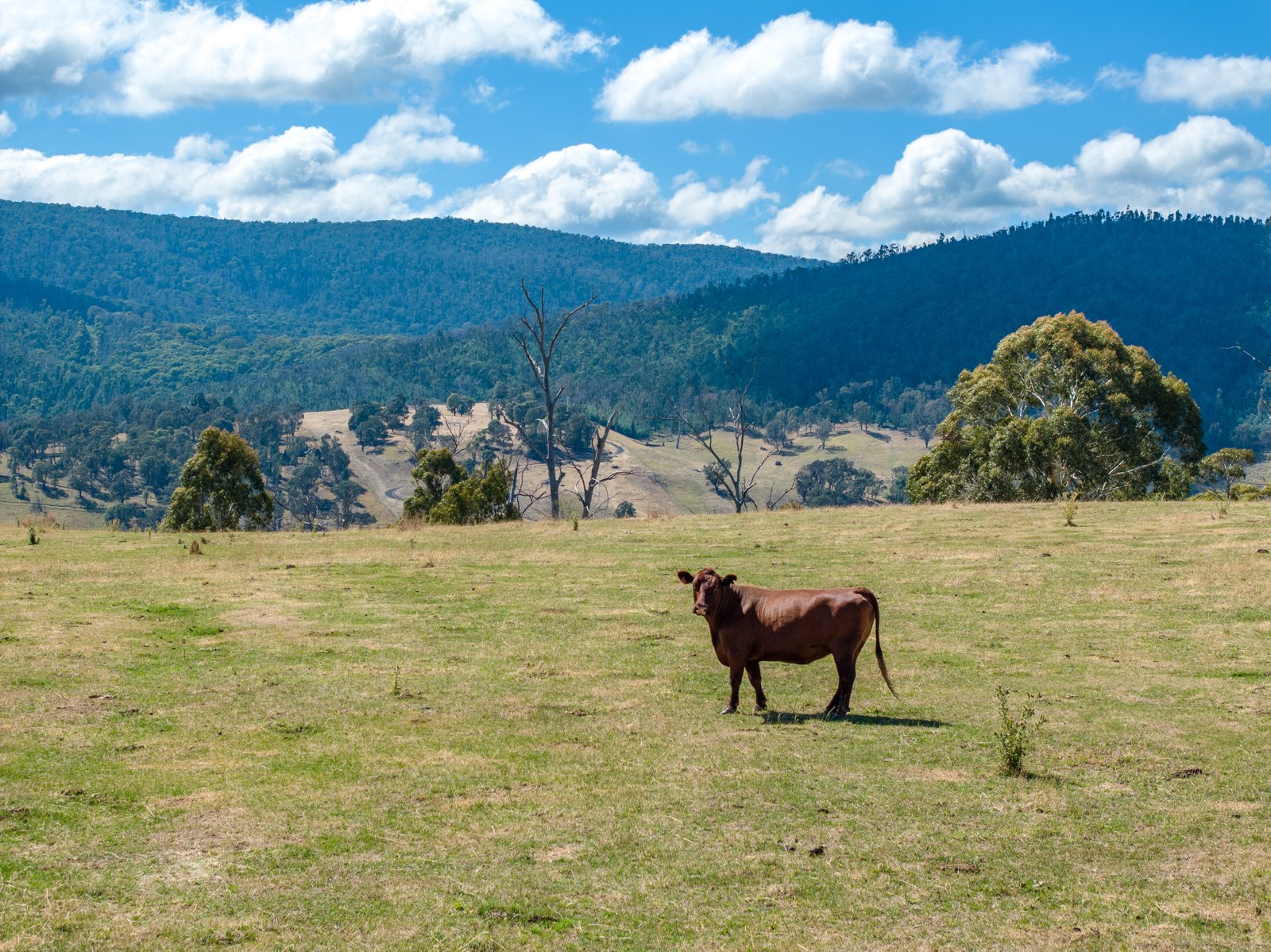 1100 Batlow Road TUMBARUMBA 30