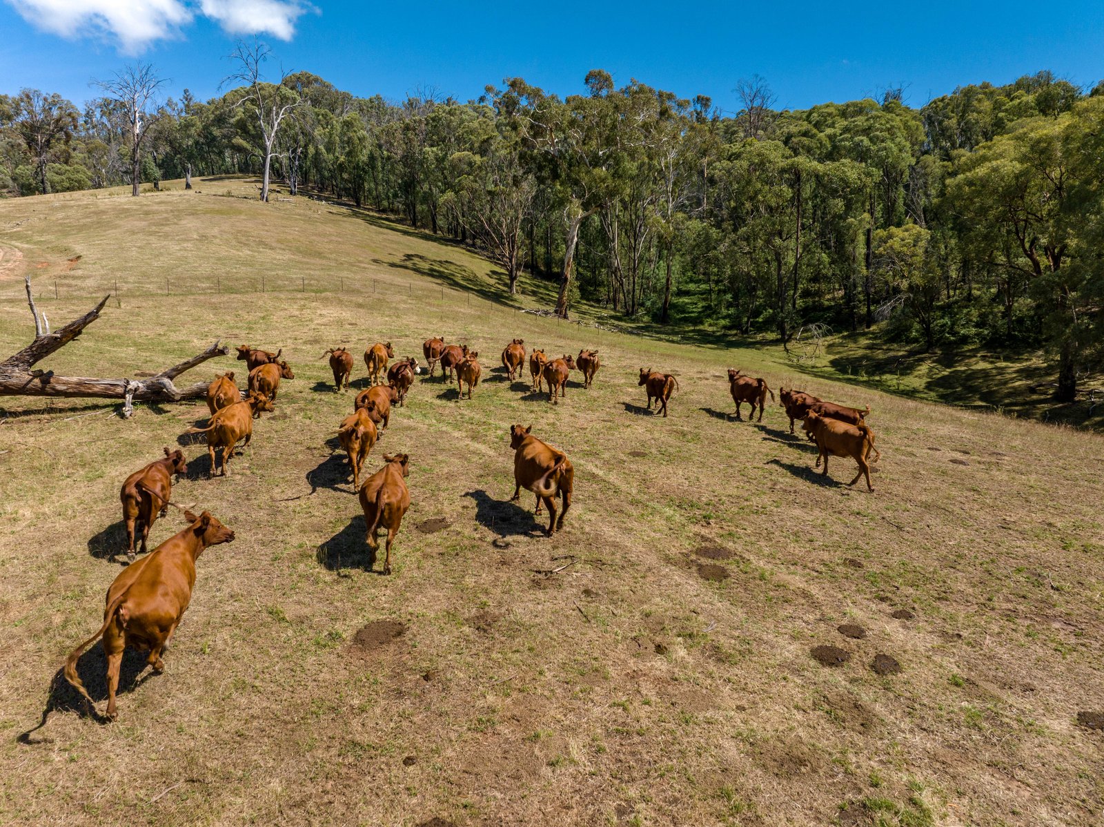 1100 Batlow Road TUMBARUMBA 32
