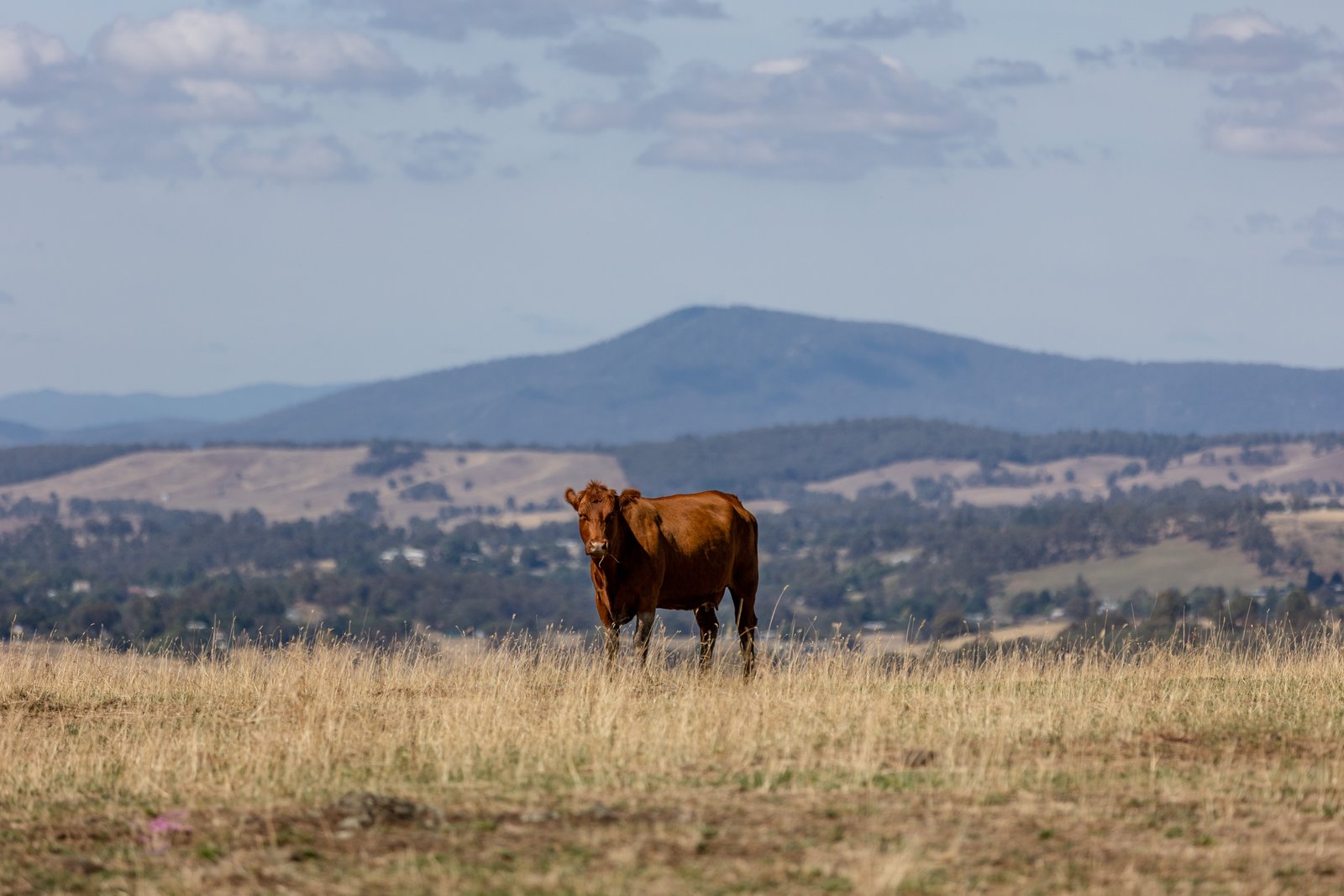 1100 Batlow Road TUMBARUMBA 33