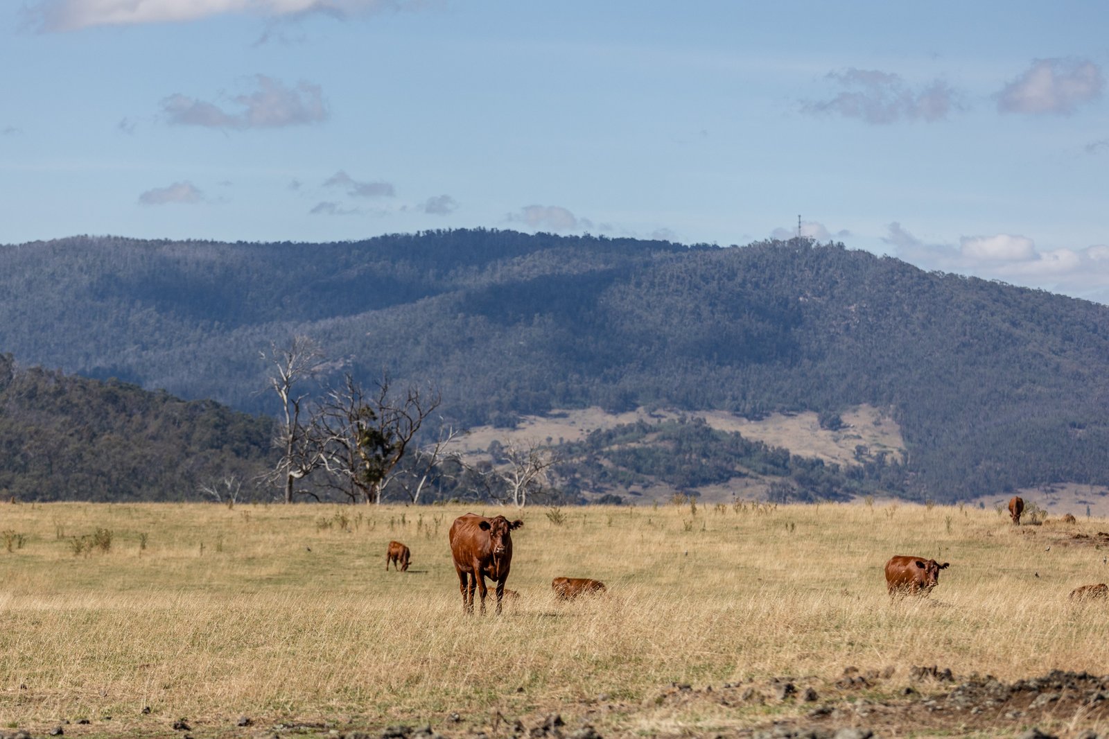 1100 Batlow Road TUMBARUMBA 34