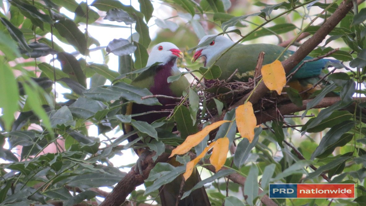 1101 Roseberry Creek Road KYOGLE 2