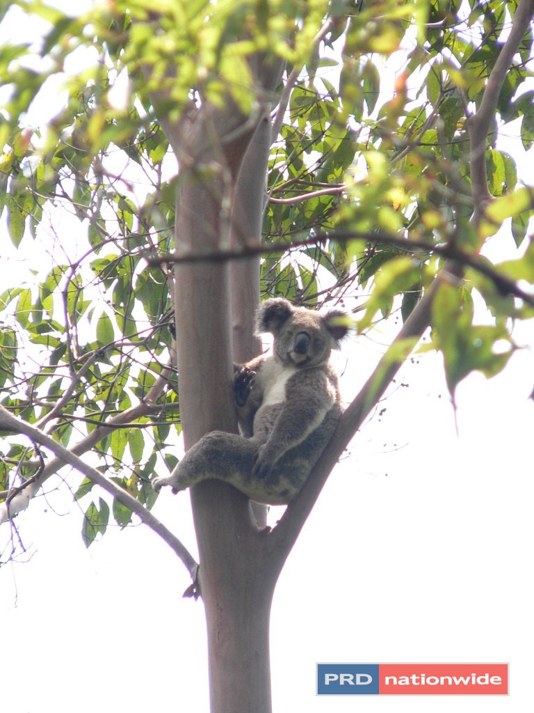 1101 Roseberry Creek Road KYOGLE 9