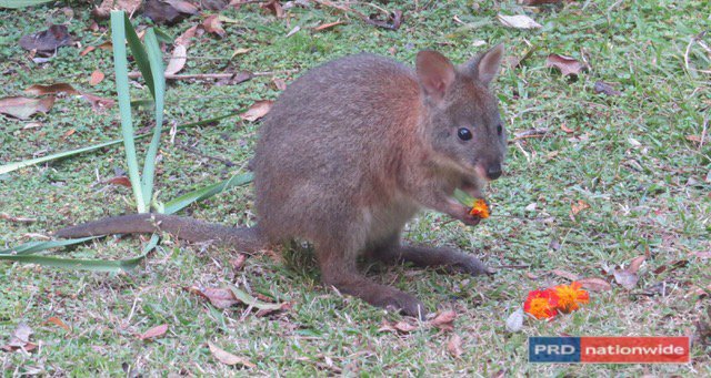 1101 Roseberry Creek Road KYOGLE 10