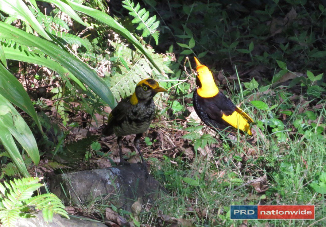 1101 Roseberry Creek Road KYOGLE 11