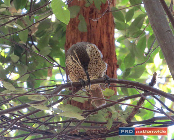 1101 Roseberry Creek Road KYOGLE 12