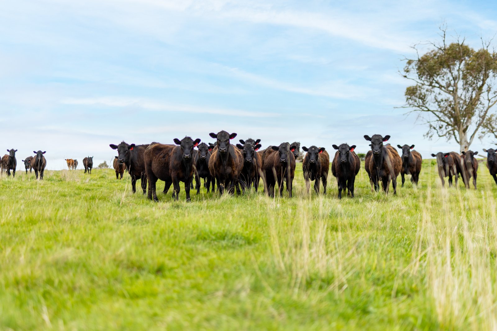 1/1086903 Wagga Road TUMBARUMBA 5