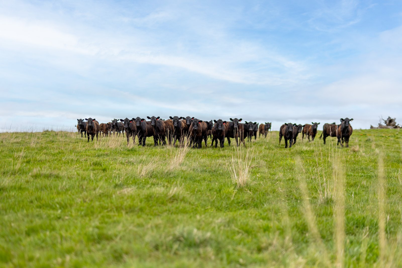 1/1086903 Wagga Road TUMBARUMBA 15