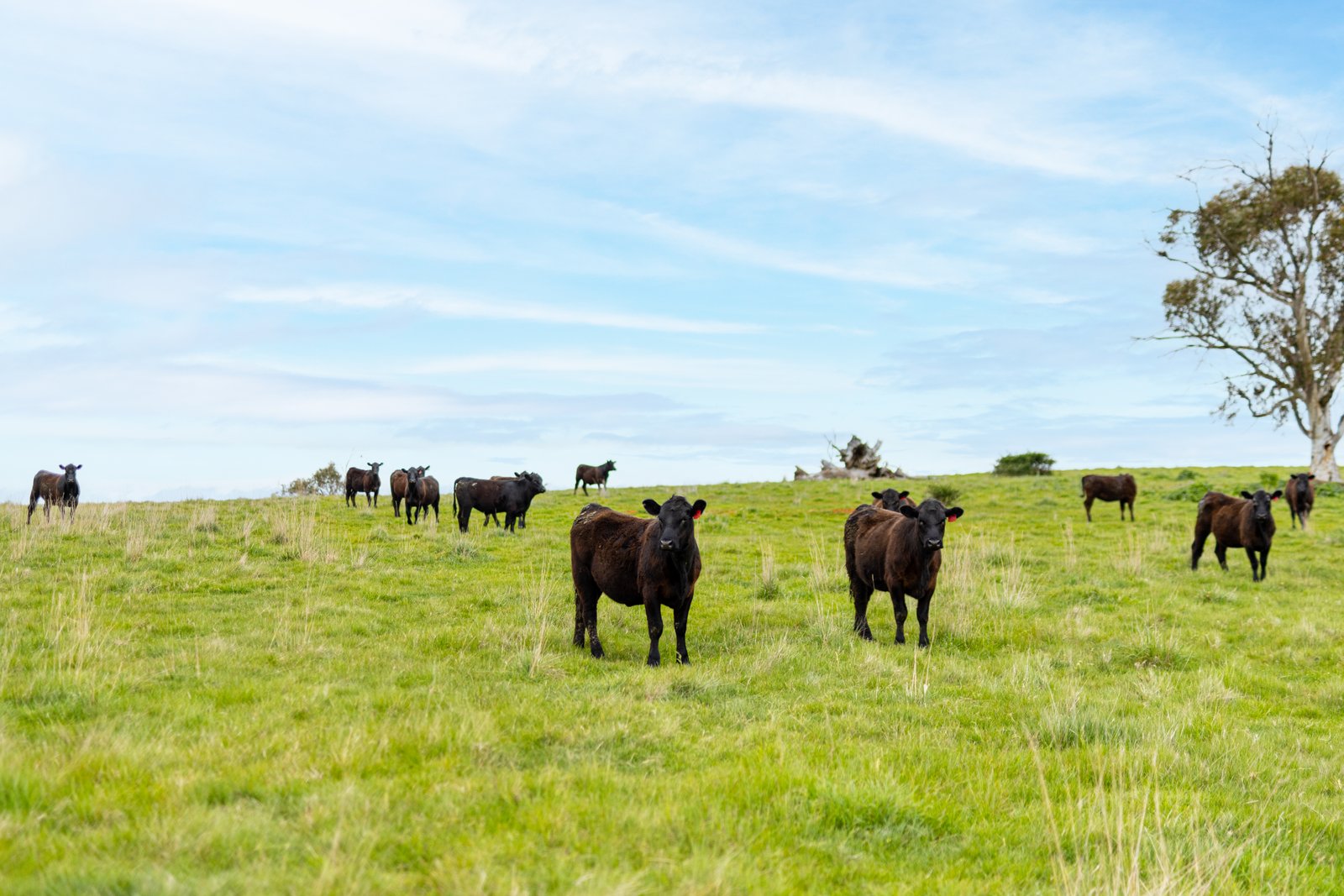 1/1086903 Wagga Road TUMBARUMBA 19