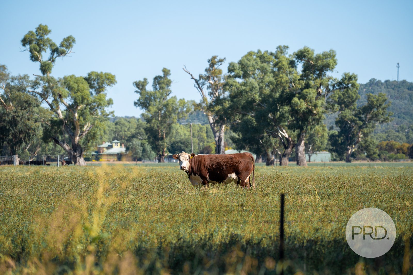 111 River Road WAGGA WAGGA 2
