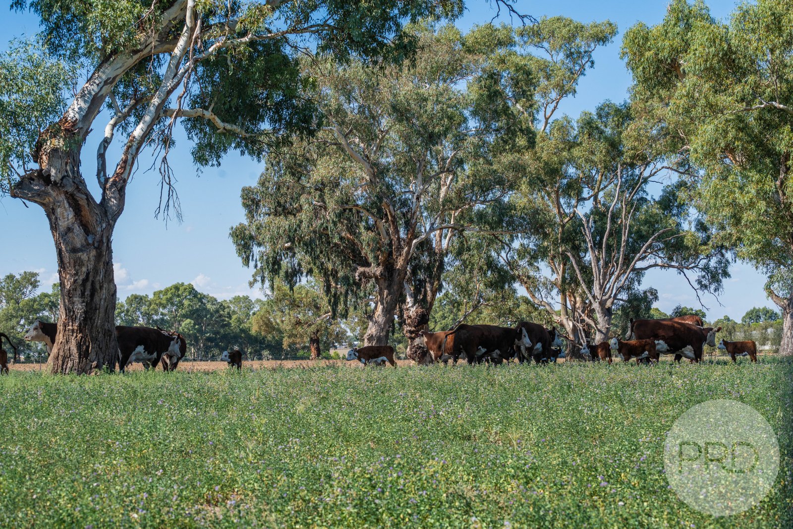 111 River Road WAGGA WAGGA 7