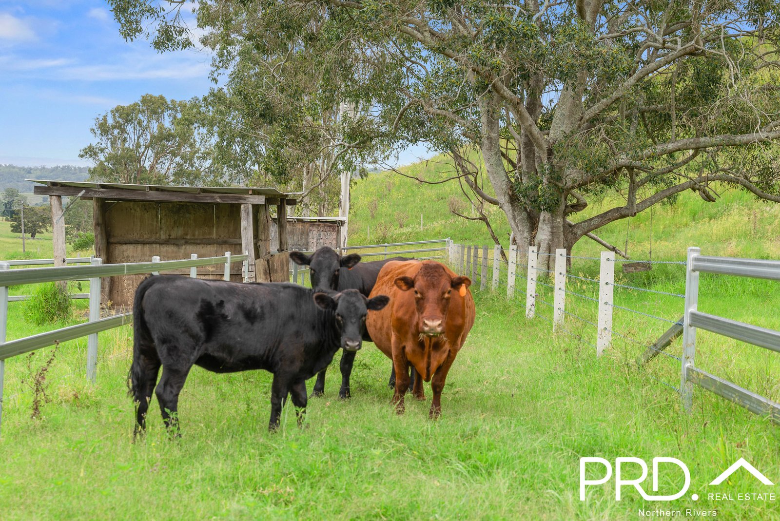 1139 Wiangaree Back Road KYOGLE 31