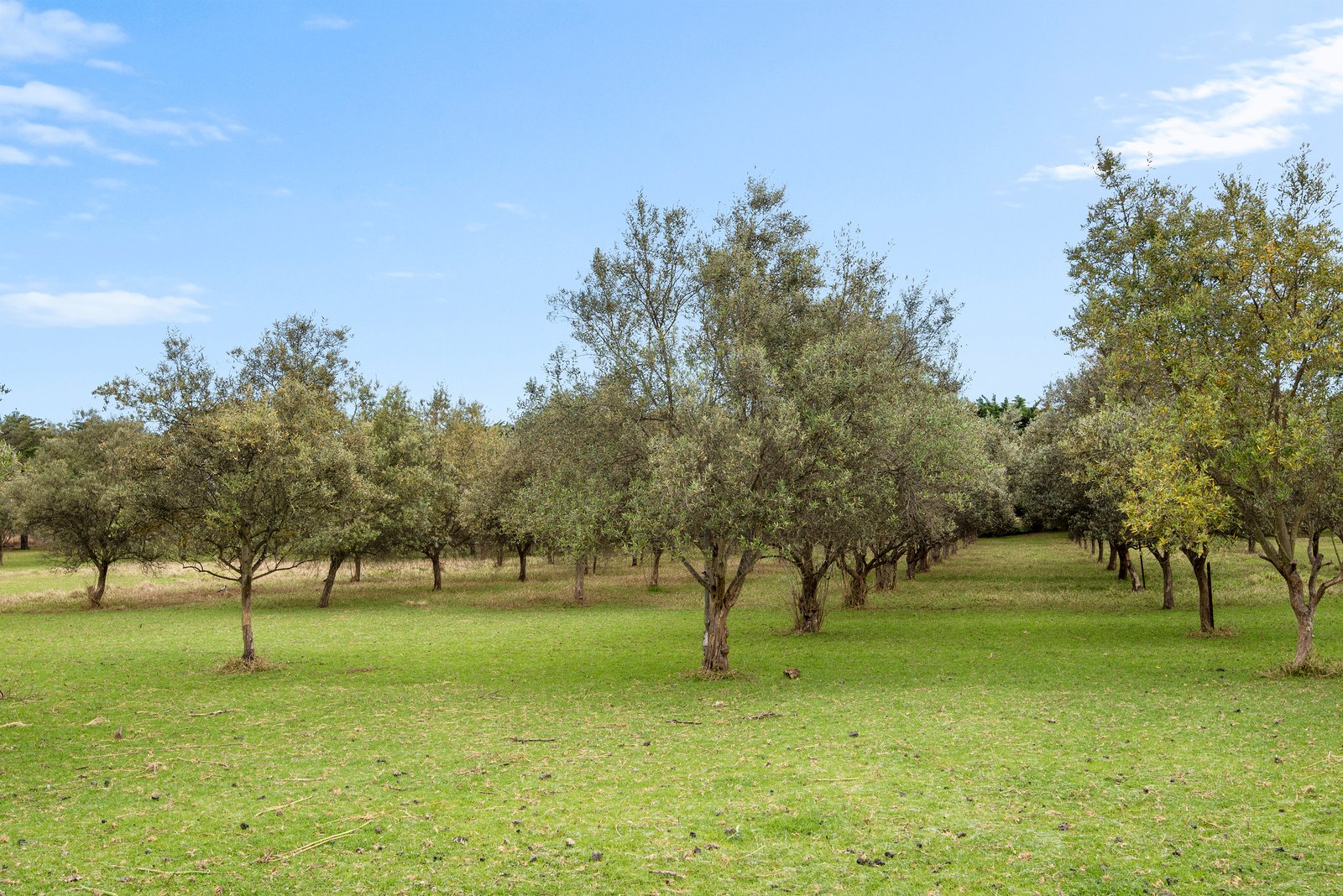 Real Estate and Property in 1150 Bellarine Highway, Wallington, VIC