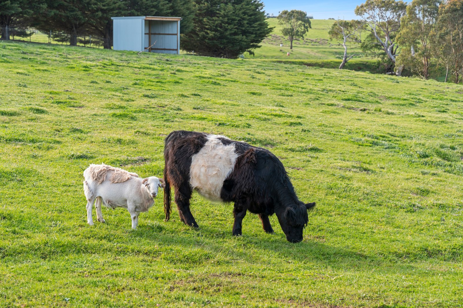 Real Estate and Property in 1161-1169 Bellarine Highway, Wallington, VIC