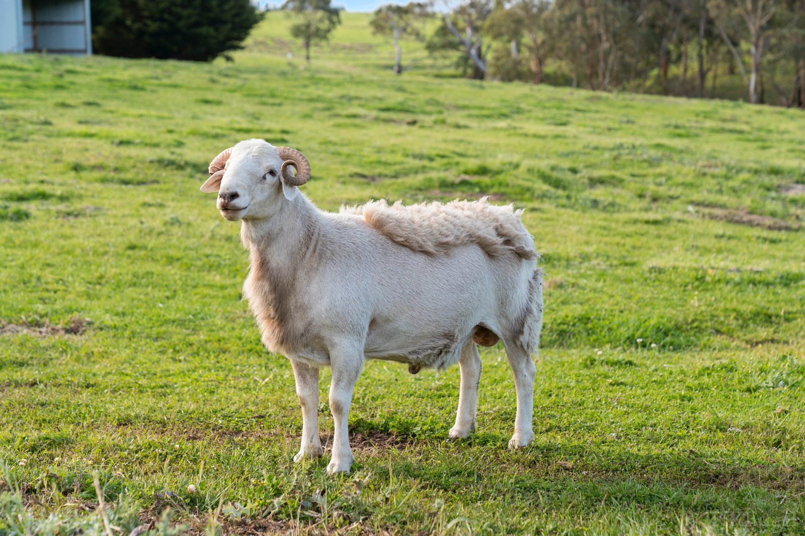 Real Estate and Property in 1161-1169 Bellarine Highway, Wallington, VIC