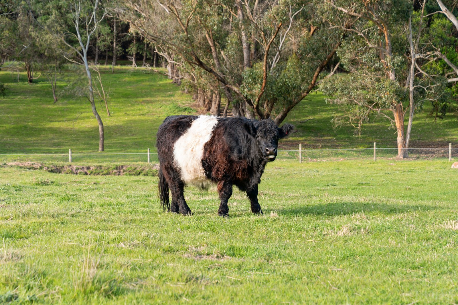 Real Estate and Property in 1161-1169 Bellarine Highway, Wallington, VIC