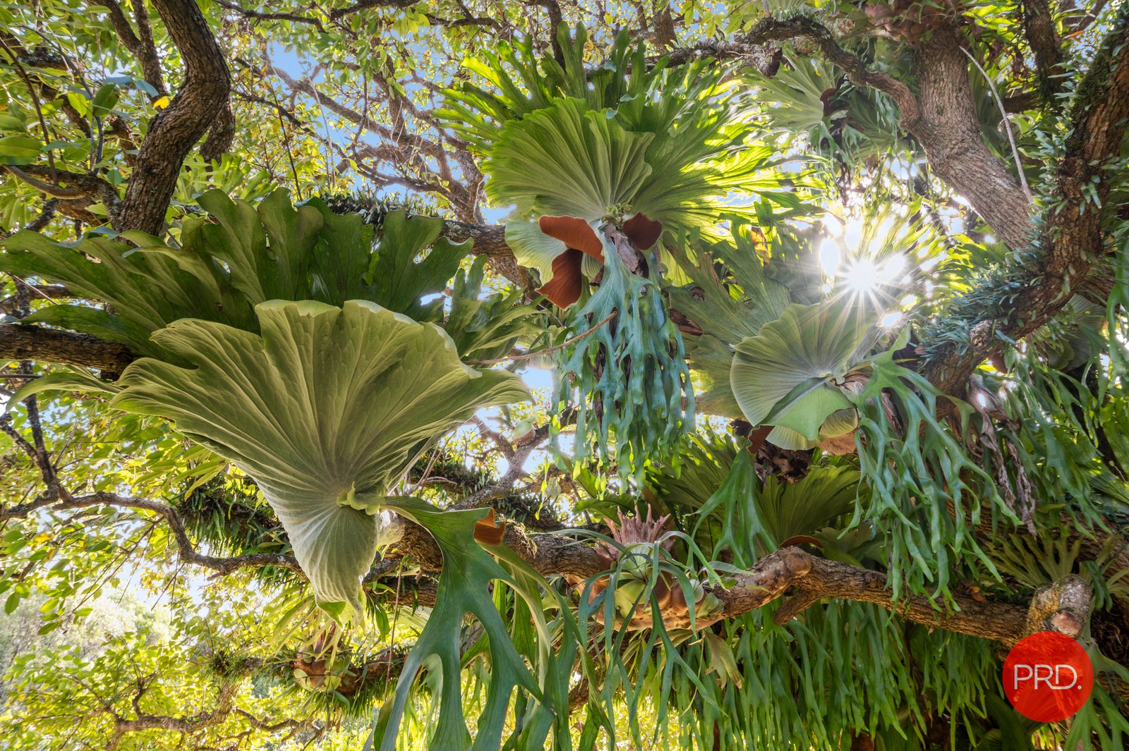 1188 Coramba Road CORAMBA 25