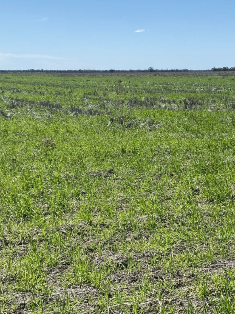 1195 Mercadool Road WALGETT 1