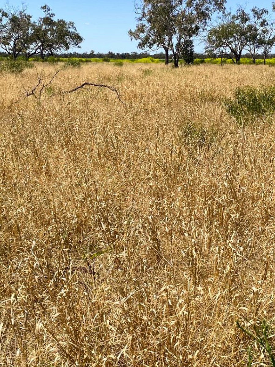 1195 Mercadool Road WALGETT 3