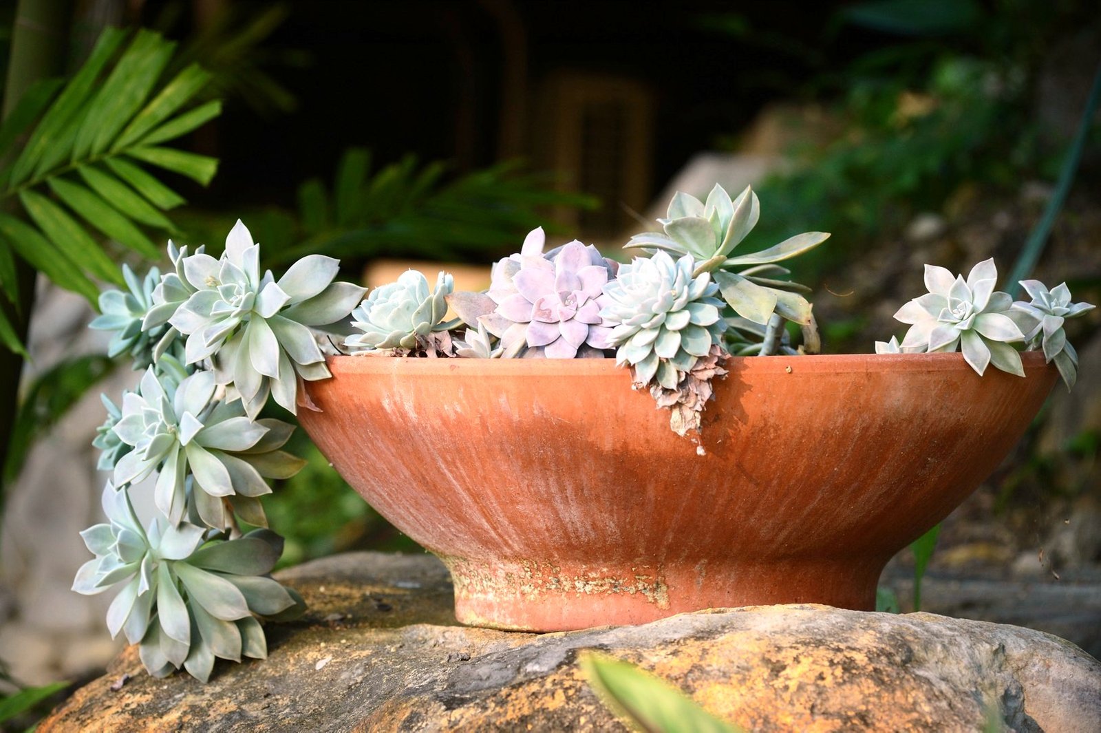 12 Orchid Road CANNONVALE 24