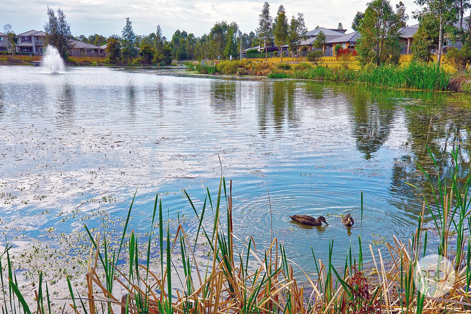 12 Waterside Blvd  CRANEBROOK 17