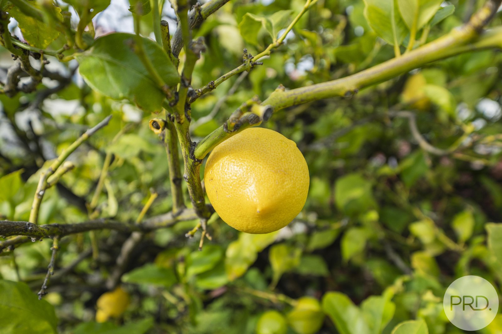 12 Watkins Avenue WEST HOBART 11