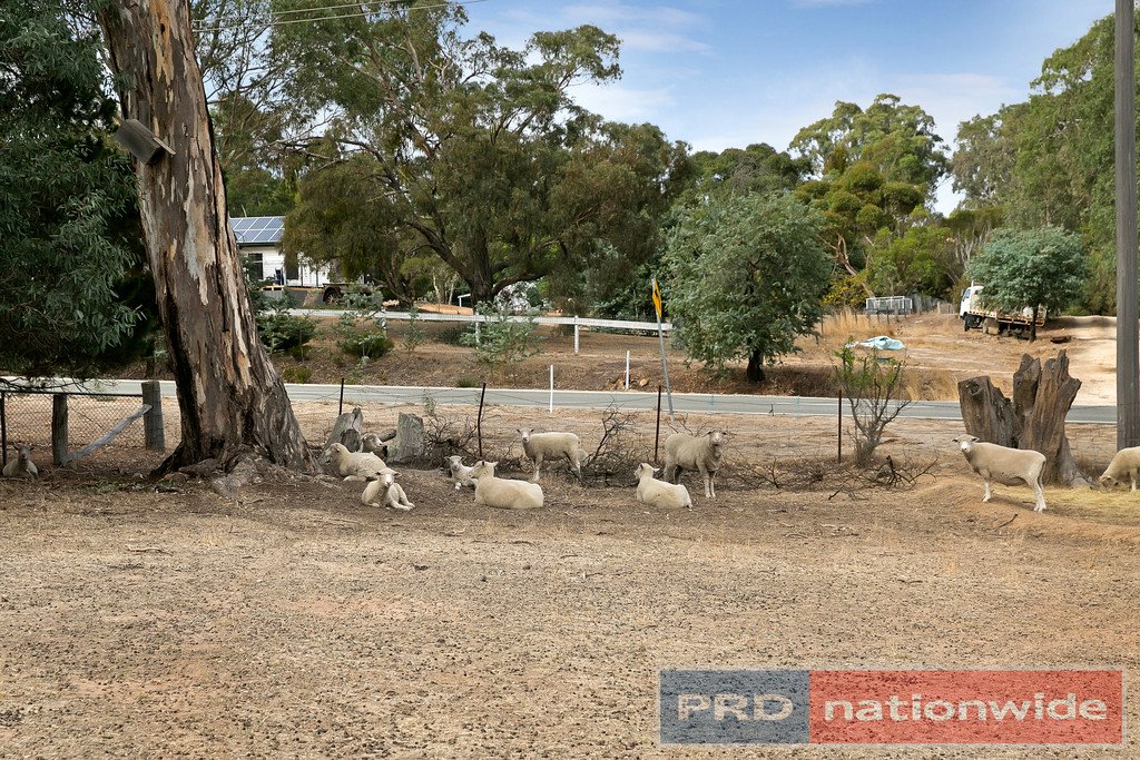 12 Williamson Street LEXTON 12